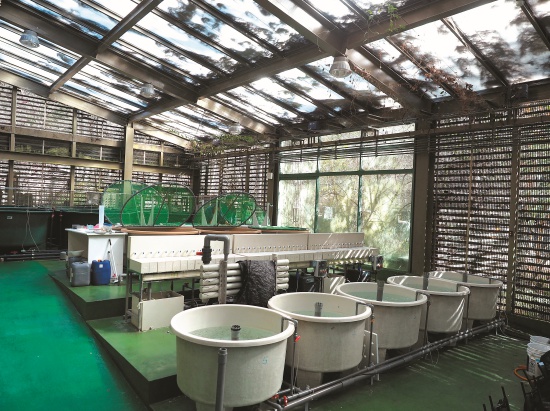 受精卵孵化及幼鮭培育空間／呂慧穎攝