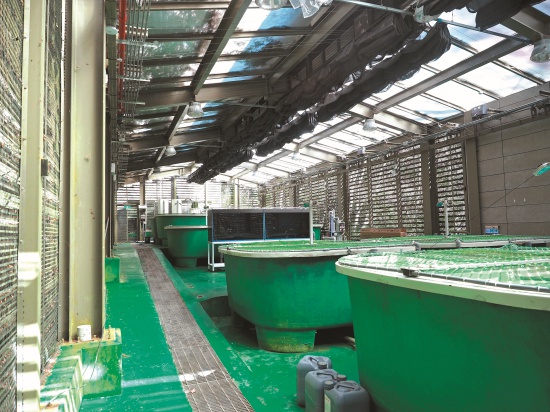 種魚池／呂慧穎攝