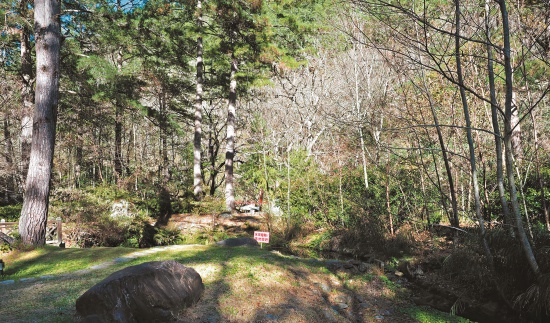 避難河道旁密生的植被能夠提供鮭魚 較多的陸生昆蟲食源／呂慧穎攝