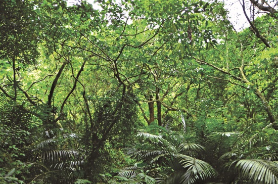 山棕是低海拔闊葉林林下的灌木