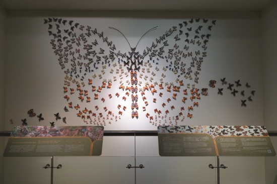 陽明山地區常見蝶類的介紹