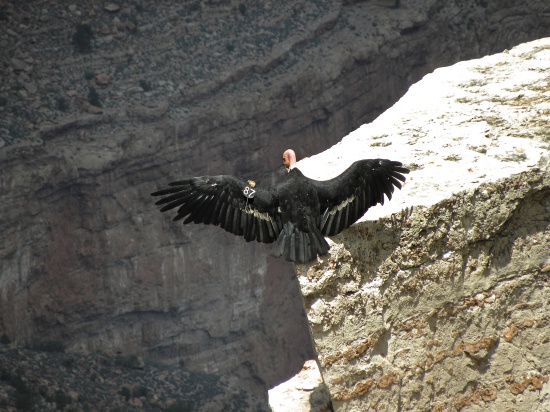 編號第87的兀鷹，讓訪客參與牠的生命教育／ 印莉敏提供