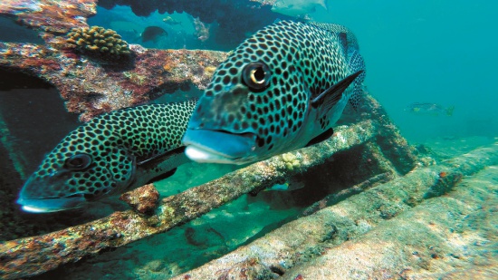 厚唇石鱸（Plectorhinchus chaetodonoides ） ／資料來源：截圖自《南海指環─東沙環礁》