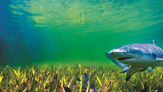 檸檬鯊（Negaprion acutidens ）／資料來源：截圖自《南海指環─東沙環礁》