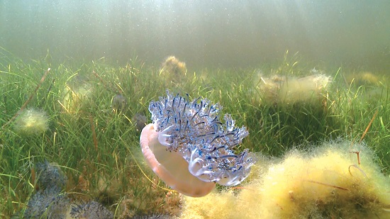 在海草床間漂浮的水母