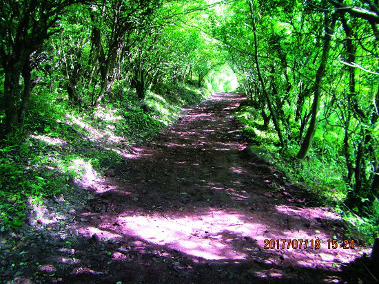 完成與自然環境融為一體的步道，日後的維修也盡可能就地取材。／陽管處提供