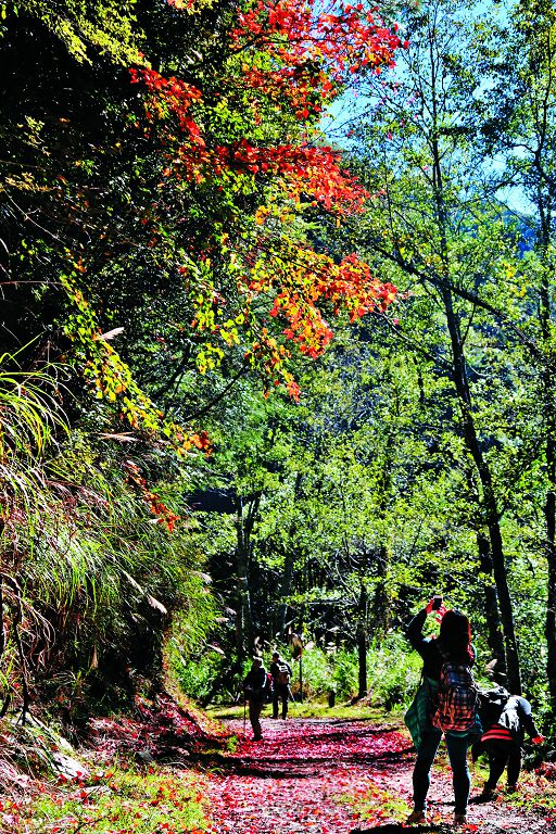 行走在低調而貼近自然的步道，能感受到施工維護者的用心（大鹿林道東線步道）／雪管處提供