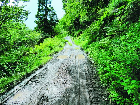 施工前：大鹿林道東線步道部分路段因排水不良長期積水