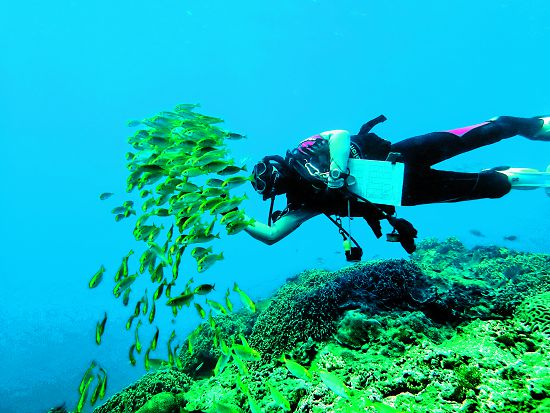 海域巡查及水下記錄作業