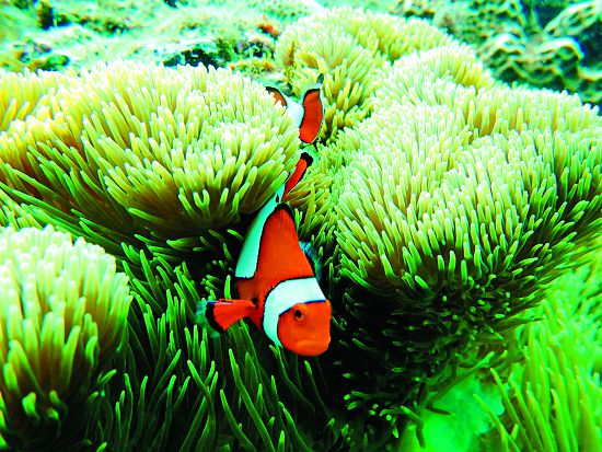 墾丁海域監測中記錄的珊瑚礁生物(a)眼斑海葵魚