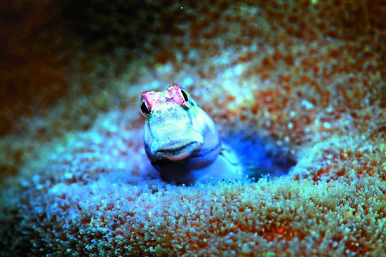  (b)八重山無鬚鳚