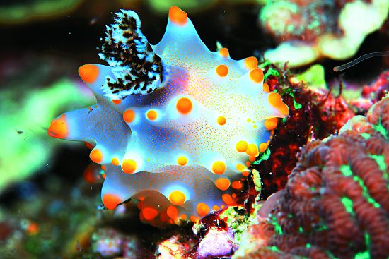 (C)卡爾森盤海蛞蝓