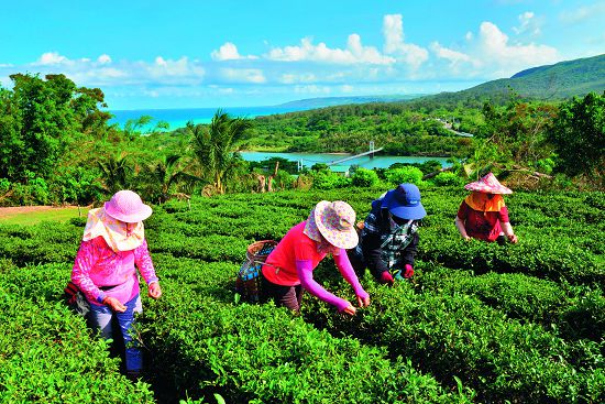 港口茶園採茶忙／陳忠能攝