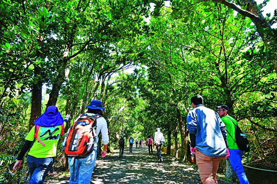 邁向福木綠蔭大道「上學去」／陳忠能攝