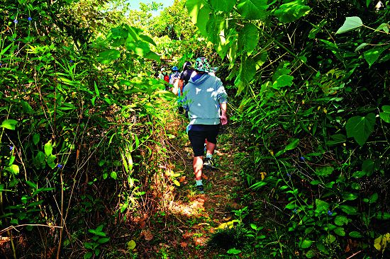 植被翁鬱的滿茶古道／陳忠能攝