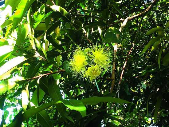 蒲桃（香果）的花／林瓊瑤攝