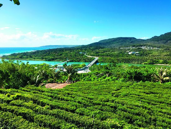 茶山遠眺港口吊橋／林瓊瑤攝
