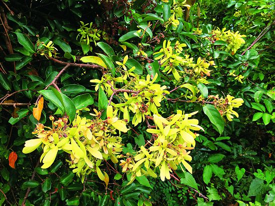 猿尾藤的翅果／林瓊瑤攝