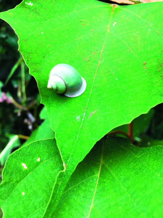 青山蝸牛／林瓊瑤攝