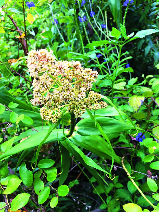 印度鞭藤／林瓊瑤攝