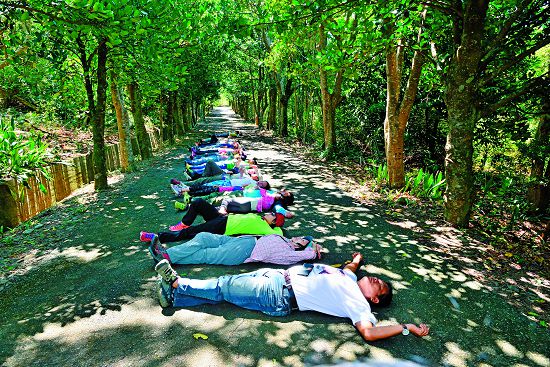 福木大道的綠SPA ／陳忠能攝