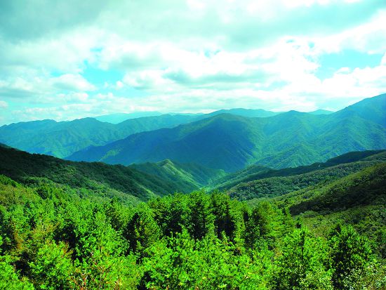 韓國智異山國家公園植被景觀