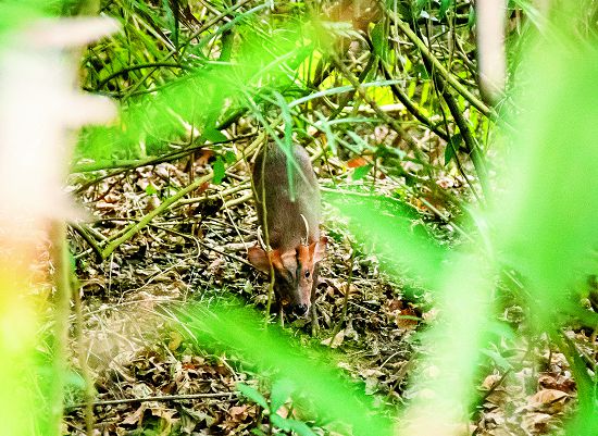 在壽山野地裡仔細觀察，有機會遇見在遊客中心裡認識的淺山動物們 山羌