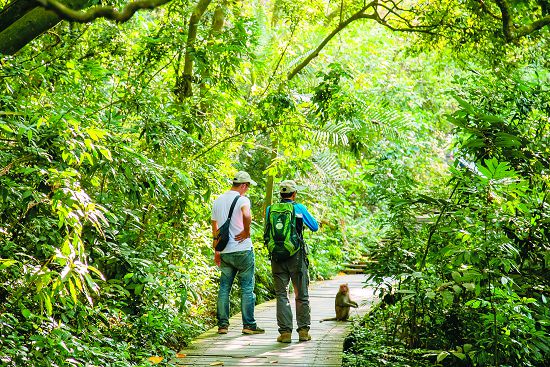 在壽山野地裡仔細觀察，有機會遇見在遊客中心裡認識的淺山動物們 臺灣獼猴