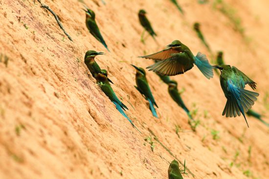 栗喉蜂虎是金門地區的夏候鳥,每年4 ∼ 9月停留在金門