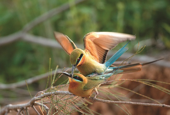 栗喉蜂虎在4月初回到金門,進行求偶、交配、育雛