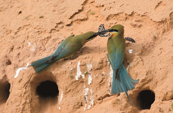 栗喉蜂虎雄鳥對雌鳥大獻殷勤,進行「求偶餵食」