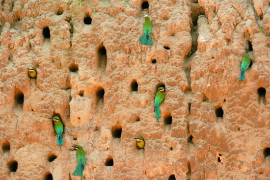 集體營巢可以提高栗喉蜂虎的繁殖效率