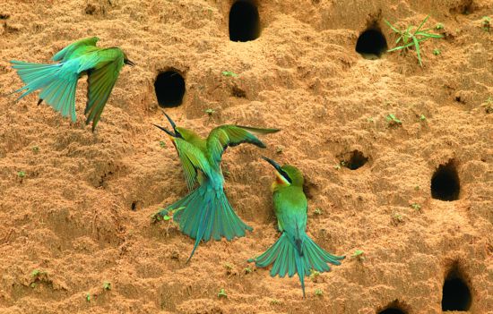 栗喉蜂虎採取集體營巢的繁殖方式，領域競爭的狀況非常激烈