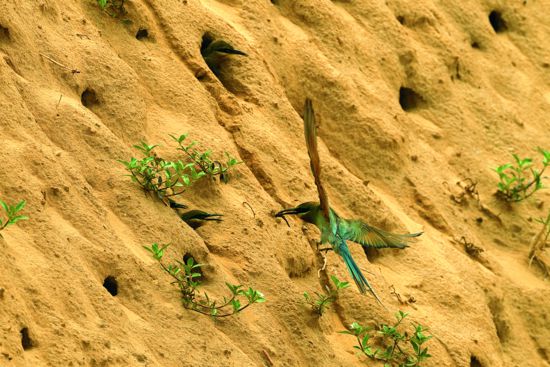 親鳥展現高超飛行技術進行巢口餵食