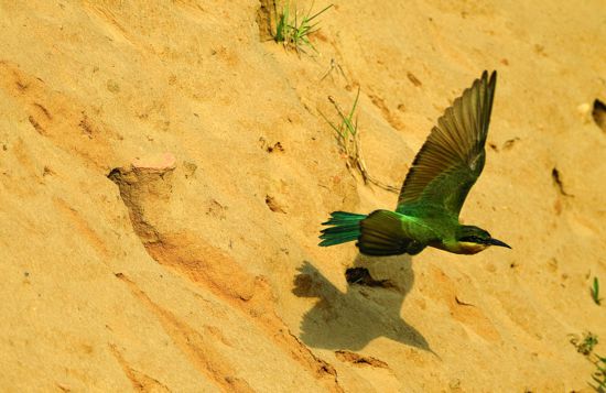 長時間的蹲點守候才有幸看見雛鳥離巢的瞬間