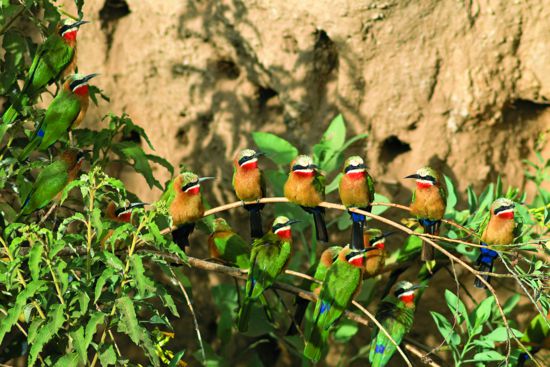 白額蜂虎（Merops bullockoides ）