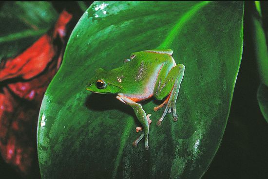 都市保育戰系列講座—《探索臺灣蛙類世界》