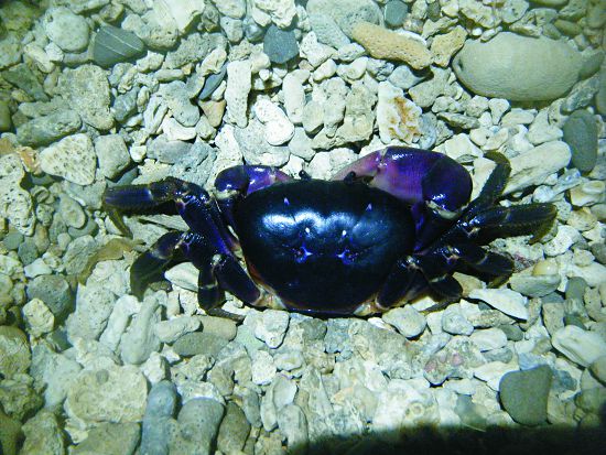 Gecarcoidea lalandii