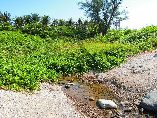 Environmental conditions in Houwan Bay area such as dense vegetation coverage and high groundwater level making it an ideal habitat for land crabs.