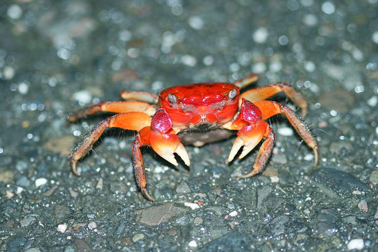 Sesarmops intermedius