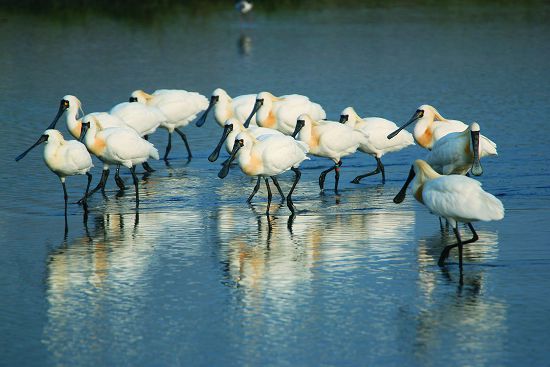 「保持距離才能保持自然原貌,凡事應要求自律,而非僅依靠他律。」是黃建智大隊長對於愛鳥民眾的忠告/李裕仁攝