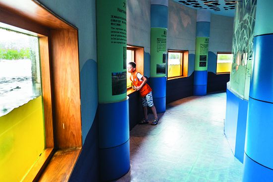 雙鯉濕地自然中心地下室的觀景窗，能觀察到濕地水上、水下的世界，讓大人小孩都流連忘返／楊懷智攝