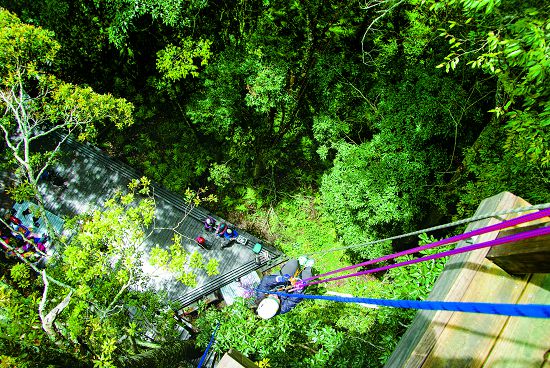 樹層觀察平臺與攀樹體驗活動