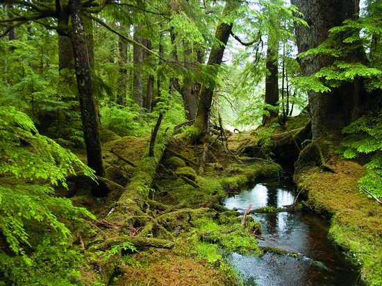 瓜依哈納斯國家公園保留區（Gwaii Haanas National Park Reserve）的風灣森林（Windy Bay Forest）