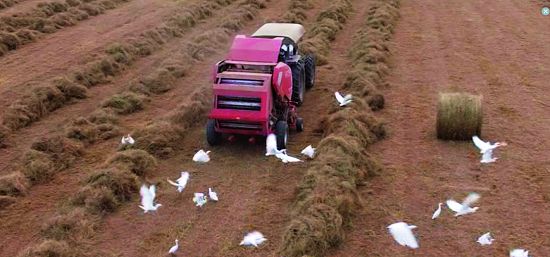 牧草收割/擷取自《海角鷹飛》