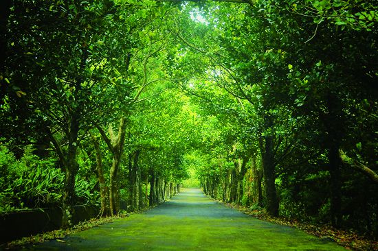 蚊蟀新風情—《滿州心旅行》