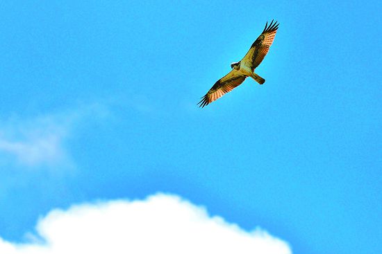 冬候鳥魚鷹會留在龍鑾潭附近度冬／陳忠能攝