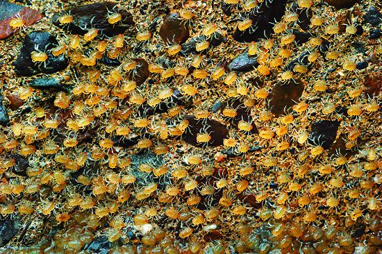 字紋弓蟹大眼幼體回溯時萬頭鑽動的場景