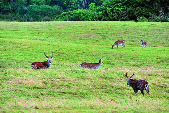 龍磐草原上的鹿群是水蛙窟重要的生態遊憩資源／墾管處提供