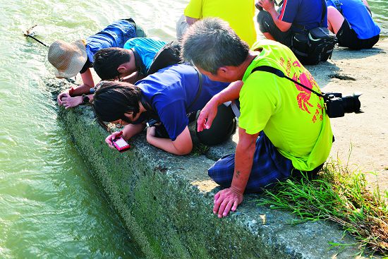 清早到河口岸邊觀察幼蟹回溯的民眾（最右是護蟹達人古清芳先生)